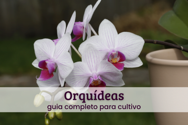 Orquídeas.