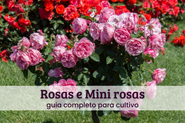 Rosas e mini rosas.
